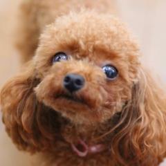 あすか