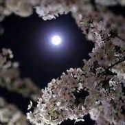 花が咲く