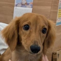 実家の犬チャンネル