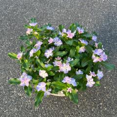 てつおの部屋