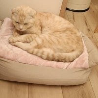 ぴよちゃる。