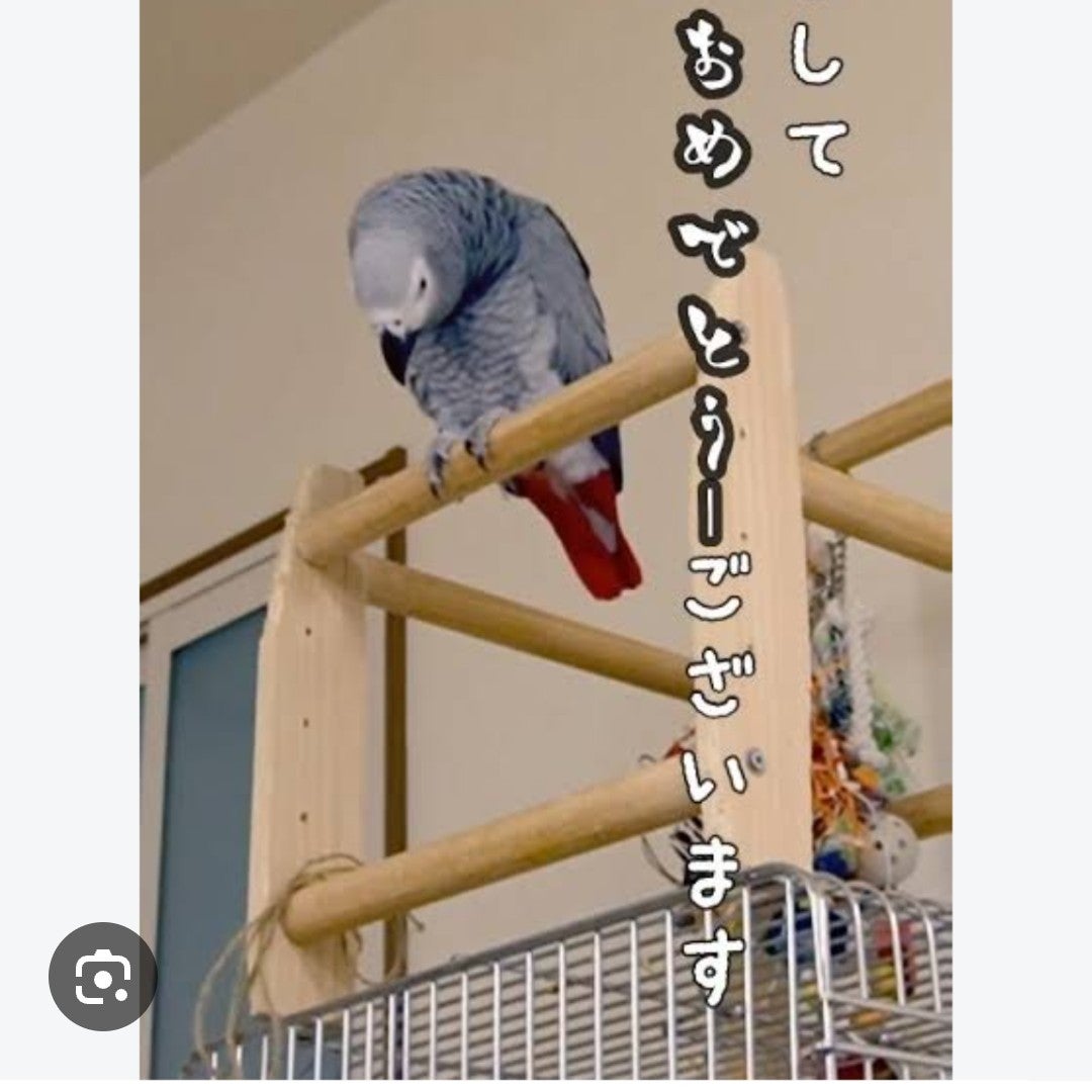 ぴよちゃる。
